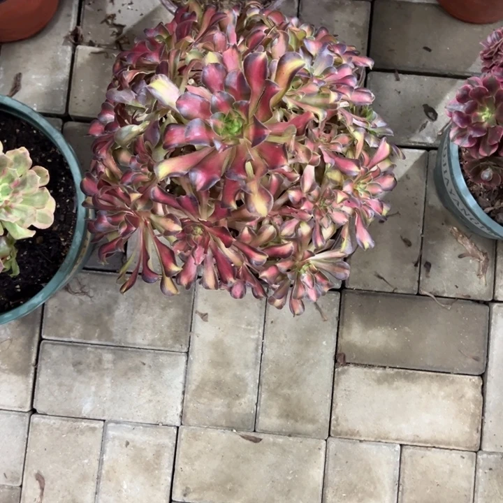 妮娜皇后多肉植物花花