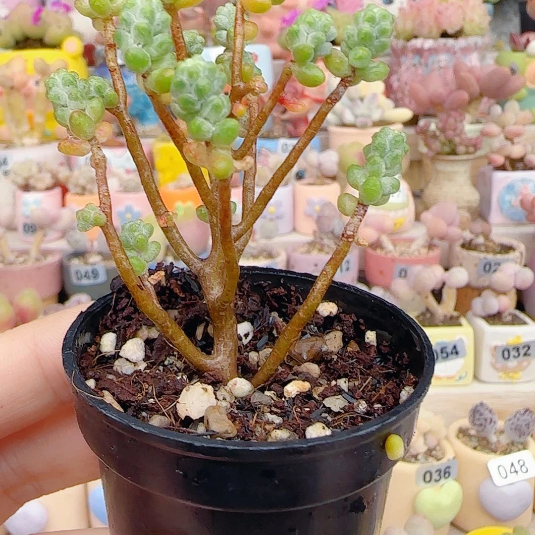 郎***绝超级幸运的小树超可爱