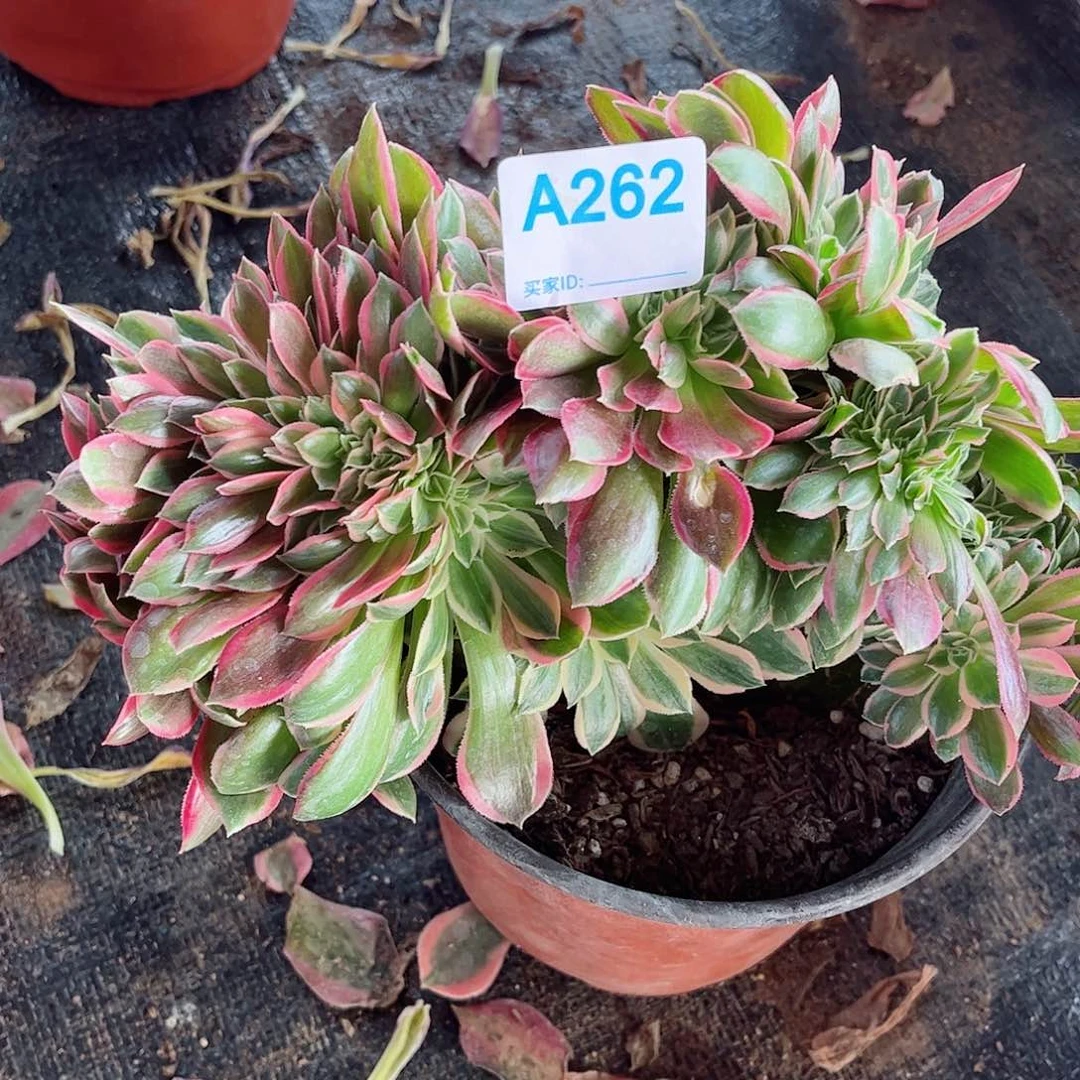 多肉植物262多肉