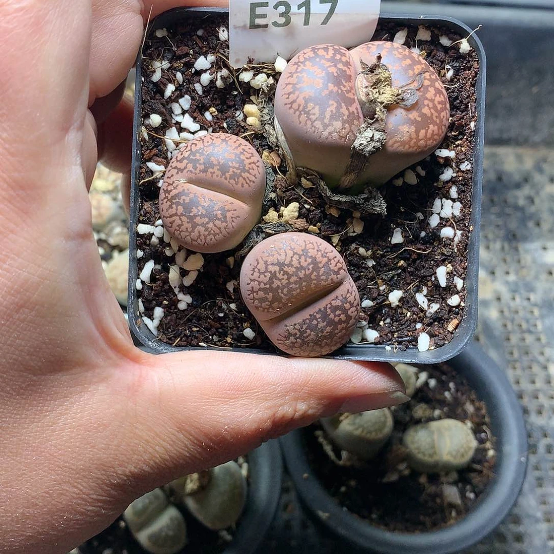 弑*殇E317多肉植物保护研究所
