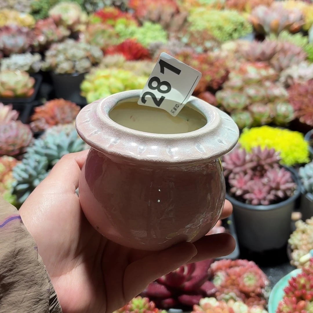 L***·景德镇多肉花盆281
