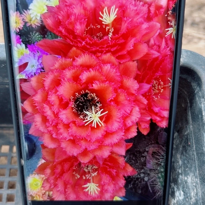 48毛荣耀歪无根侧芽5公分左右20包邮