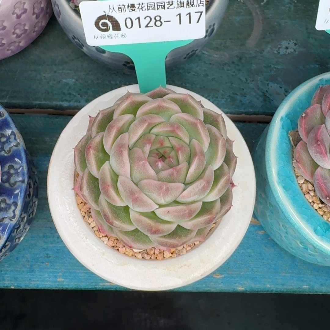 从前慢花园多肉植物0128-117