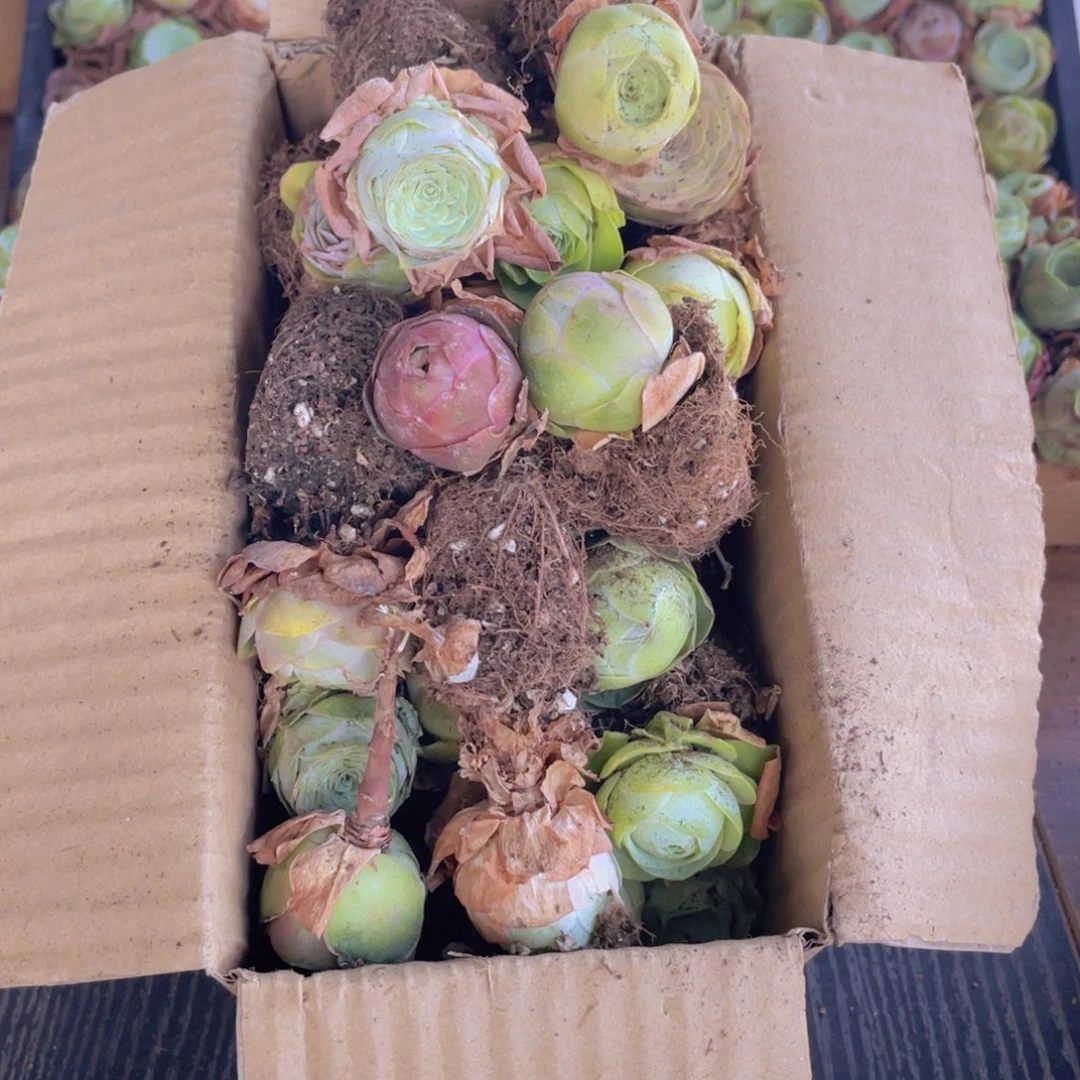 保底三十二颗量拍888888