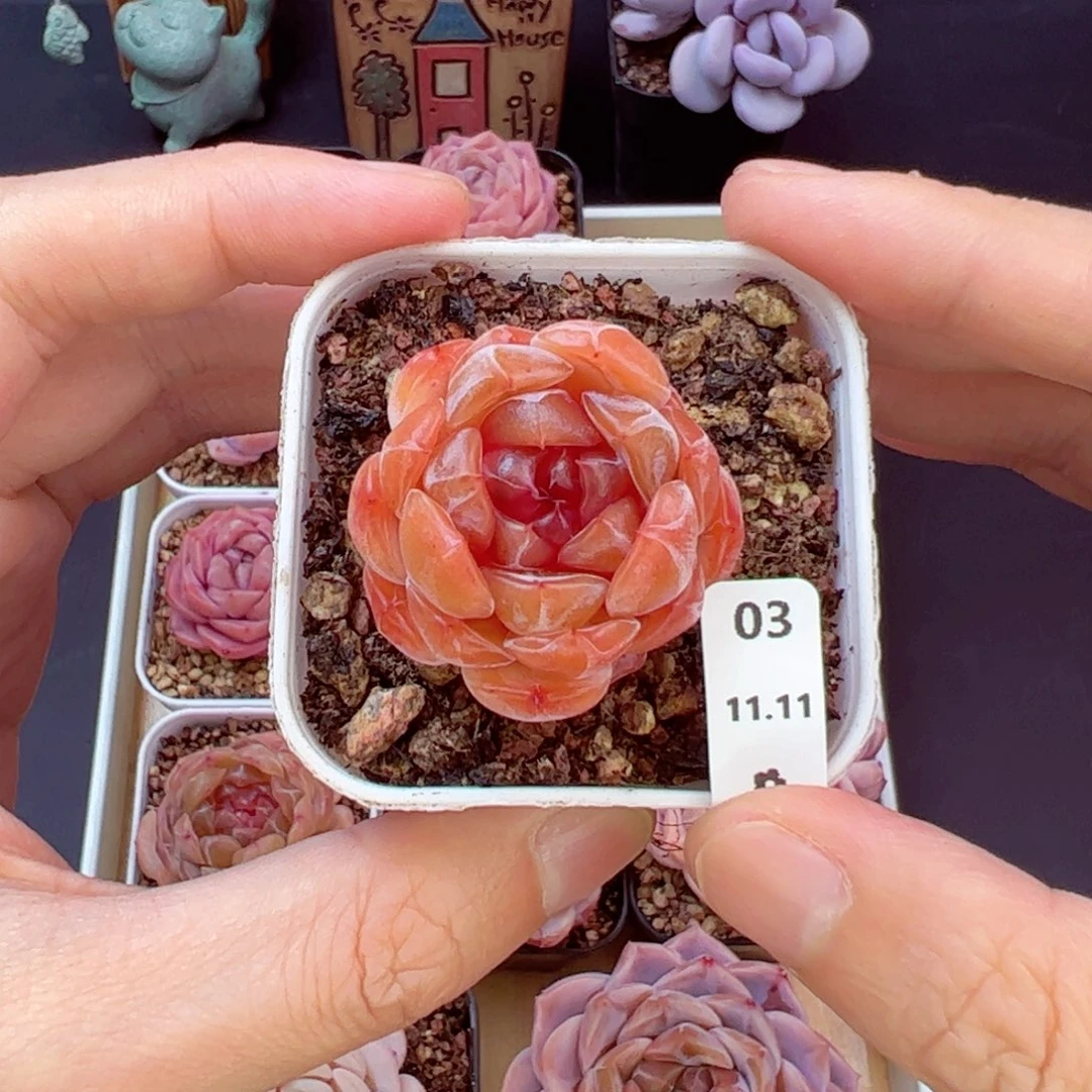 红恋03、哈哈哈哈哈