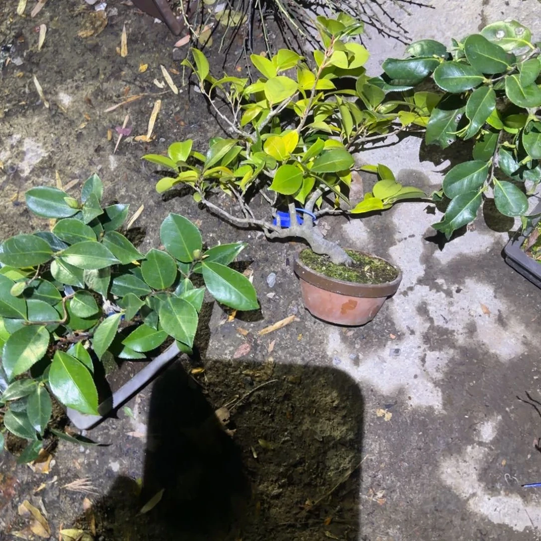 释***9无花朵花卉苗木花卉苗木