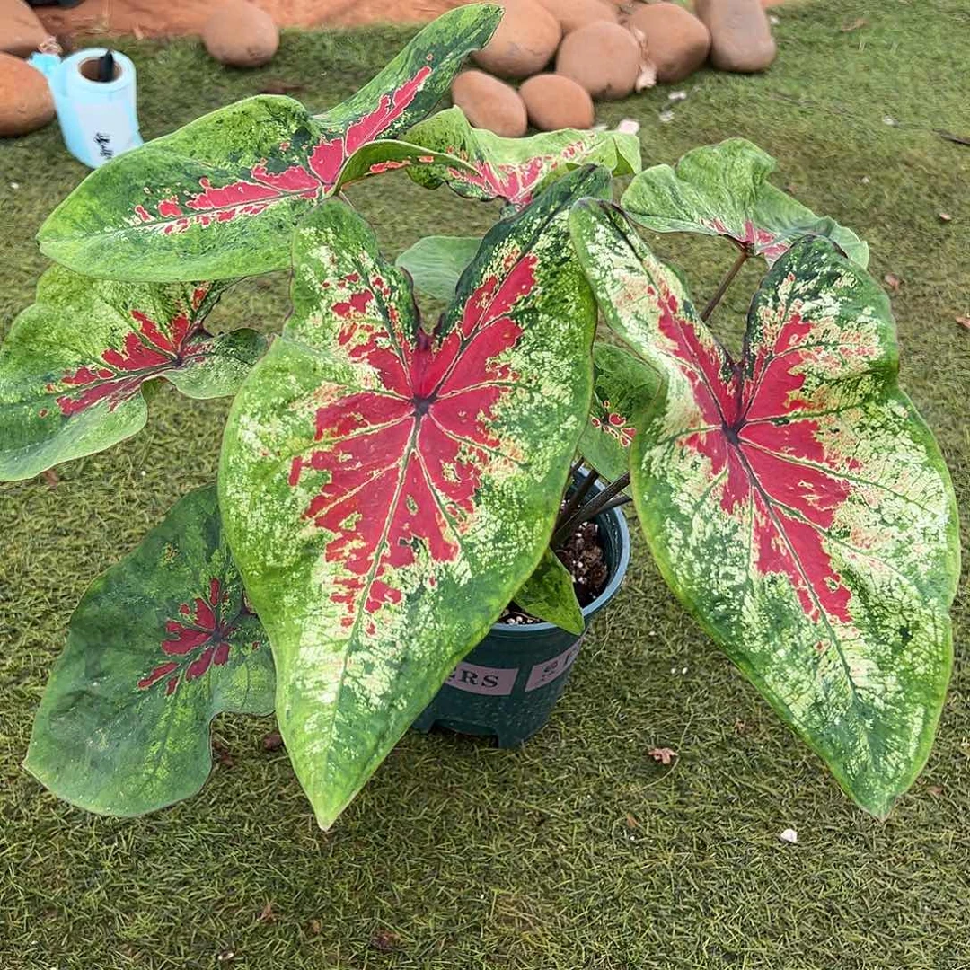 无花朵类似红桃覆盆子11