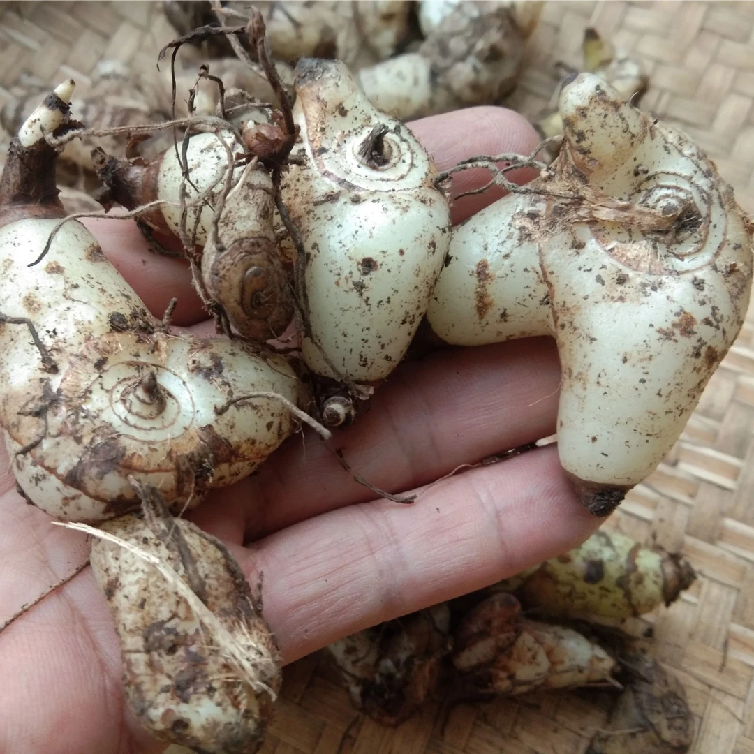 新鲜山白芨 贵州地产三角白芨高原山货小白芨三角白芨