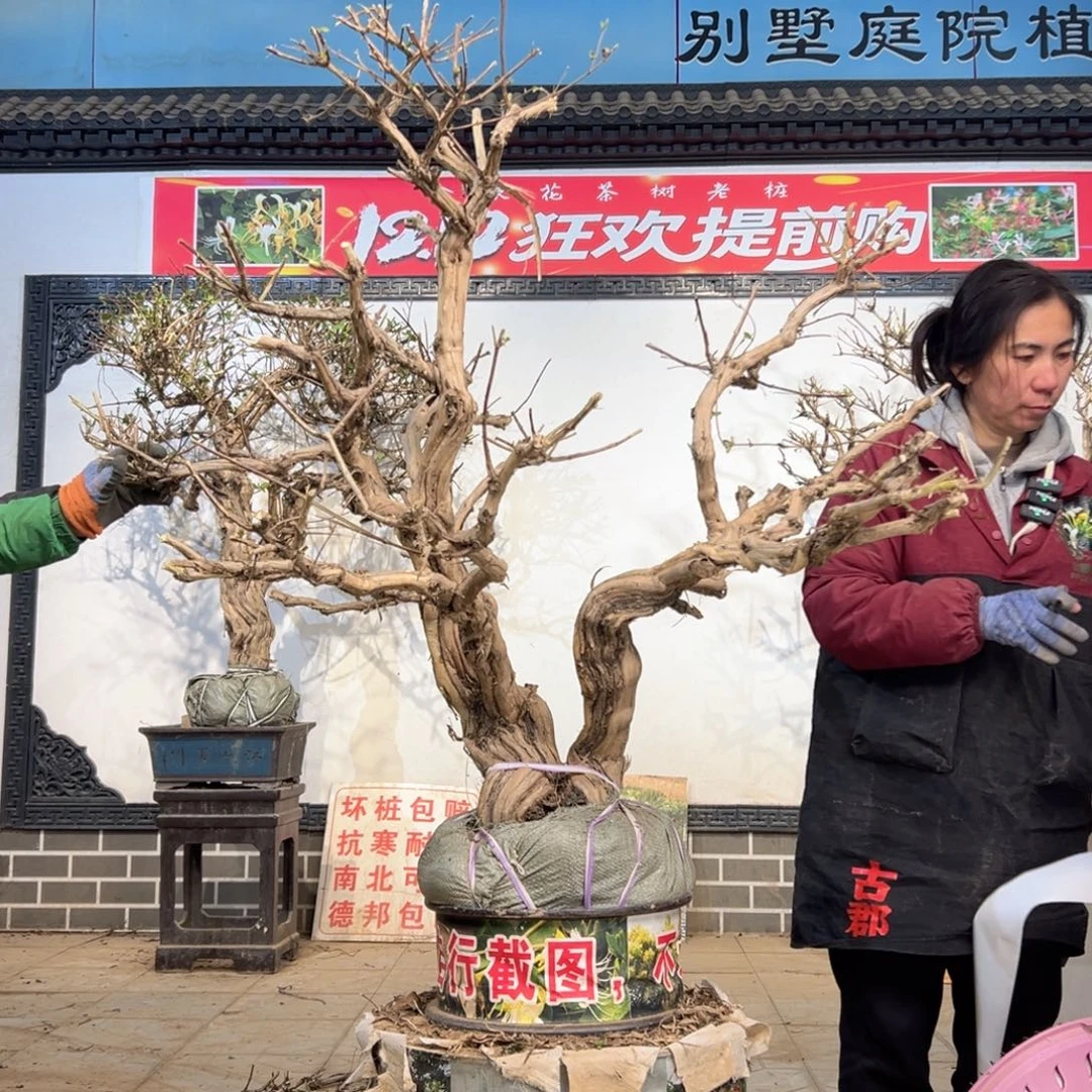 无花朵金银花5555555555855885888555555