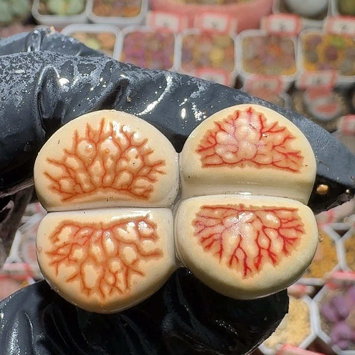 生石花2:：：：。  581号