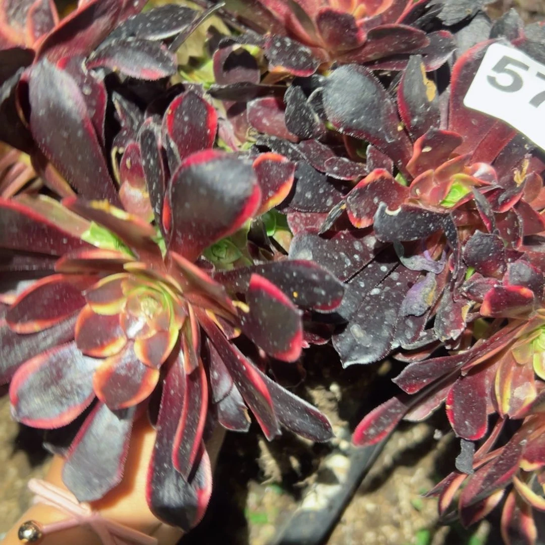 579 号多肉植物法师新年福利