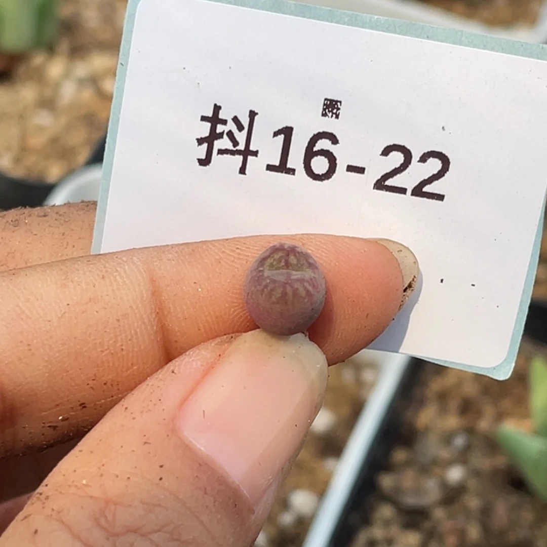 水***冻16-22肉锥多肉植物