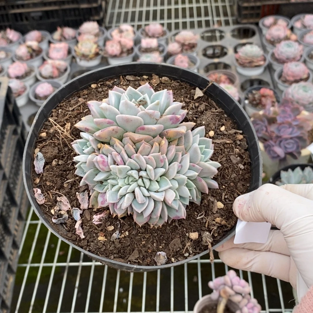 4241粉斑点缀化一物一拍