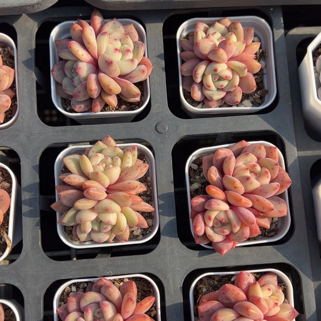 凌雪双头一颗量拍多肉满9.9包邮下午发