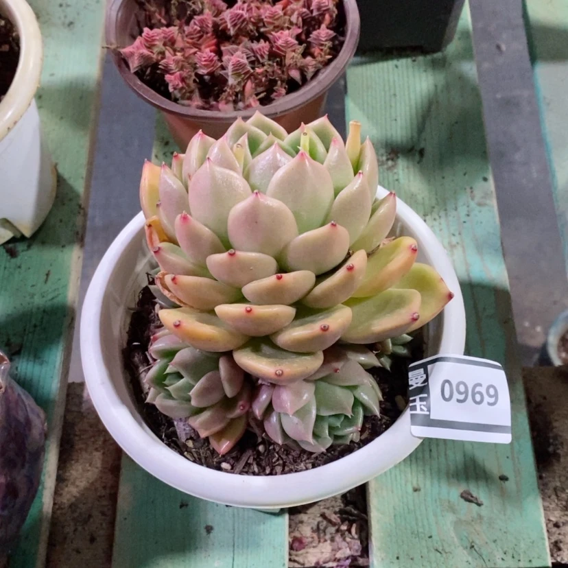 【闪购商品】白玫瑰0969