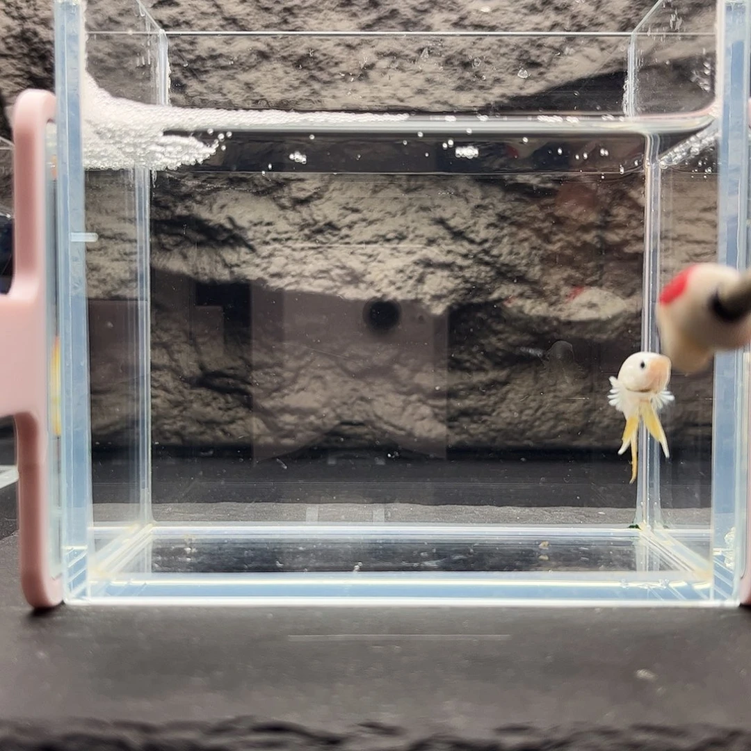 海水鱼宙斯斗鱼竞拍1-3