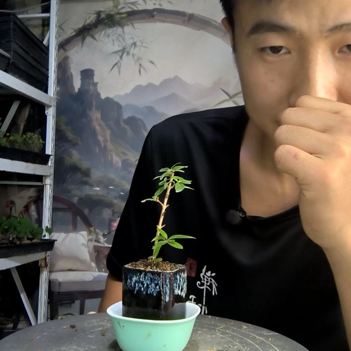 林*王中青园艺一物一拍423