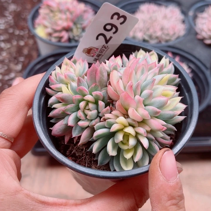 多肉植物多肉植物