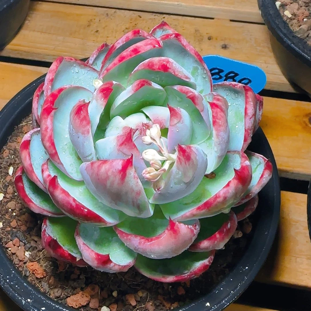 惊鸿仙子一物一拍880号