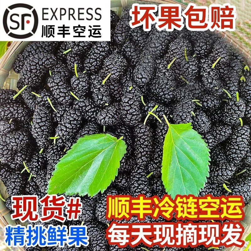 2025年四川大凉山新鲜桑葚现摘无沙免洗黑果桑椹孕妇水果泡酒桑果