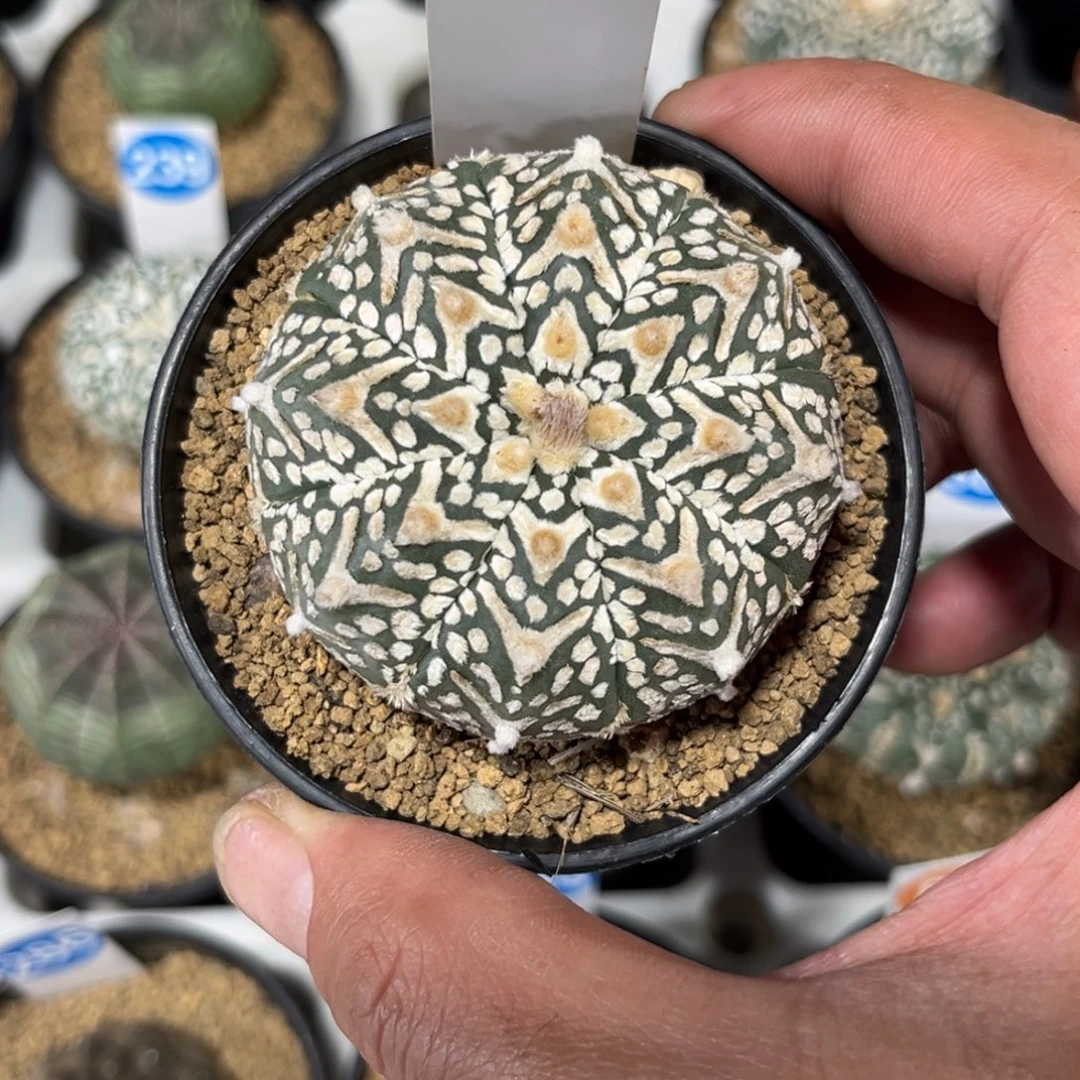 334实生V兜带盆带土