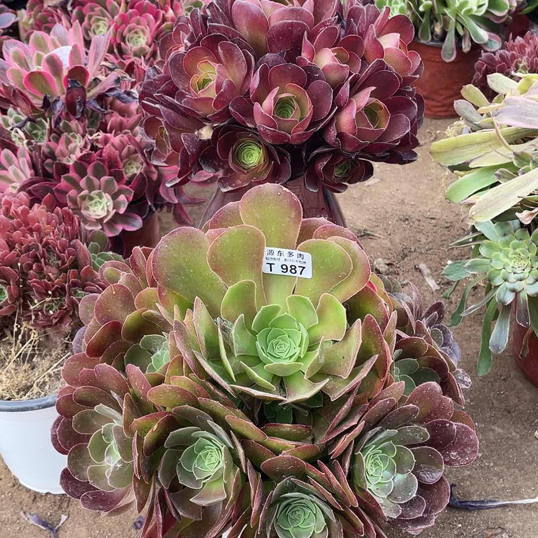 987柠檬多肉法师断枝不包