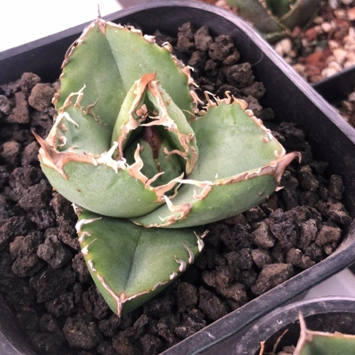 油猪仁王冠龙舌兰