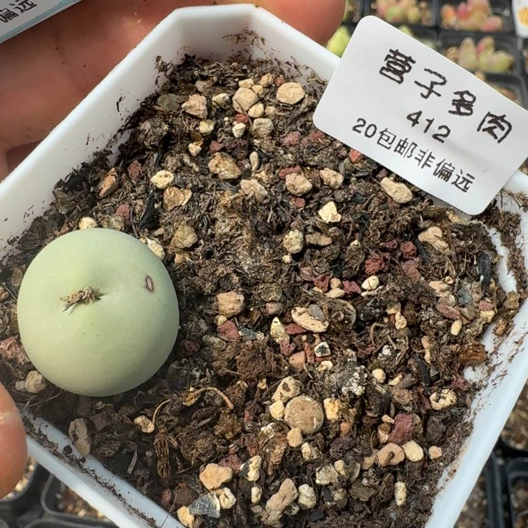 412鸽子蛋尺寸2.1带盆发货