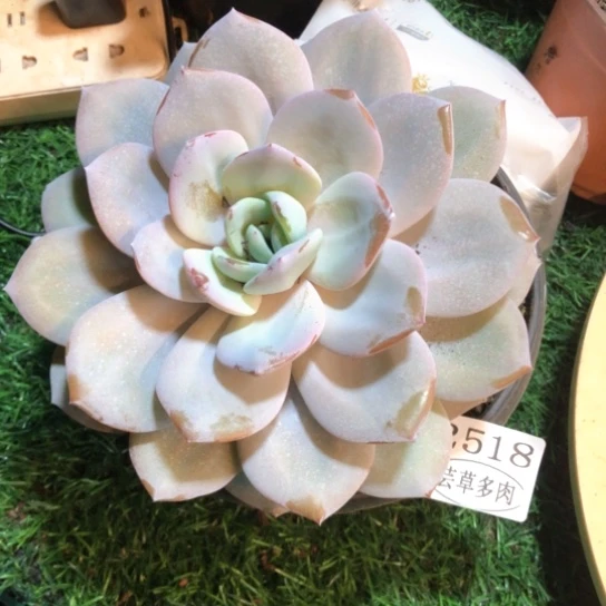 奶茶，2518，一物一拍