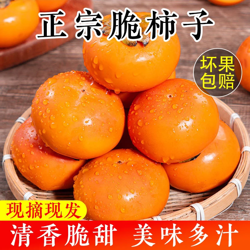 陕西阳丰巧克力脆柿新鲜当季脆甜多汁现摘现发