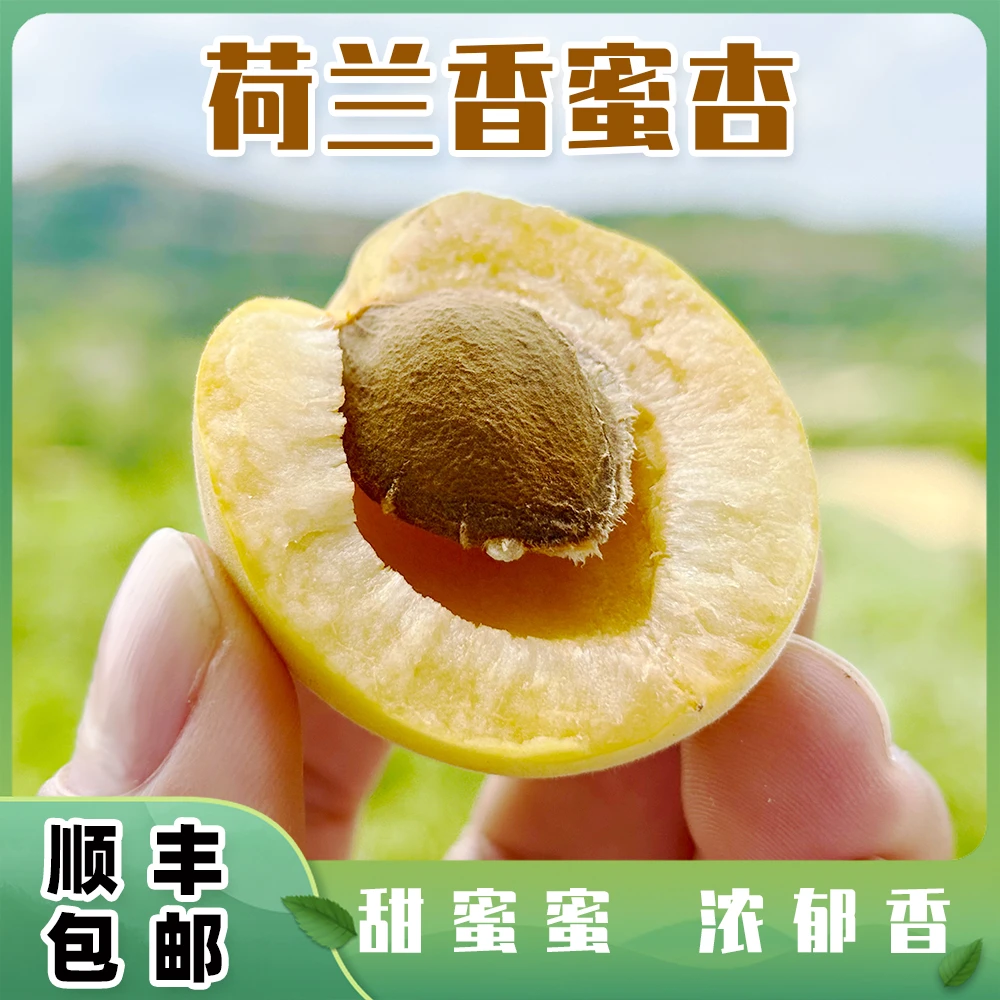 荷兰香蜜杏纯甜香甜自然熟当季现摘3斤顺丰包邮