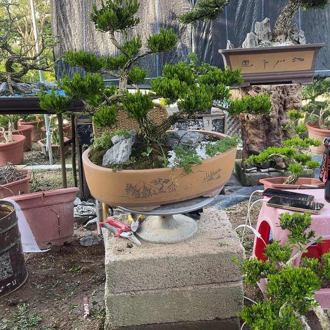当前无花栽培后可以开花