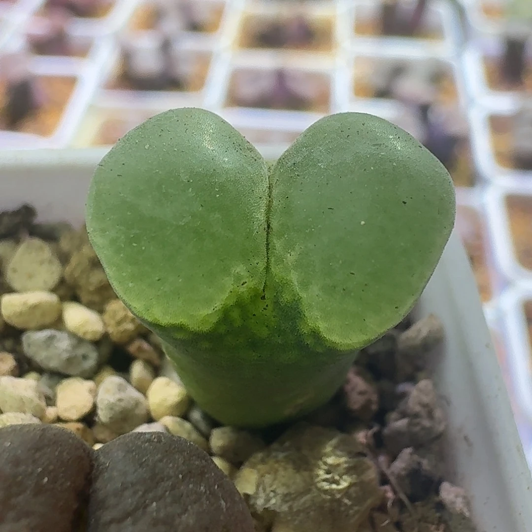 8号单头绿风铃1.6有干疤