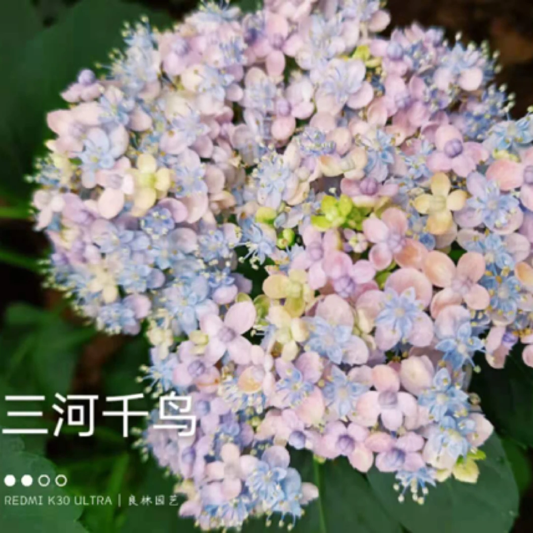 三和千鸟蕾丝大花绣球花盆栽庭院阳台四季开花植物大绣球大绣球花