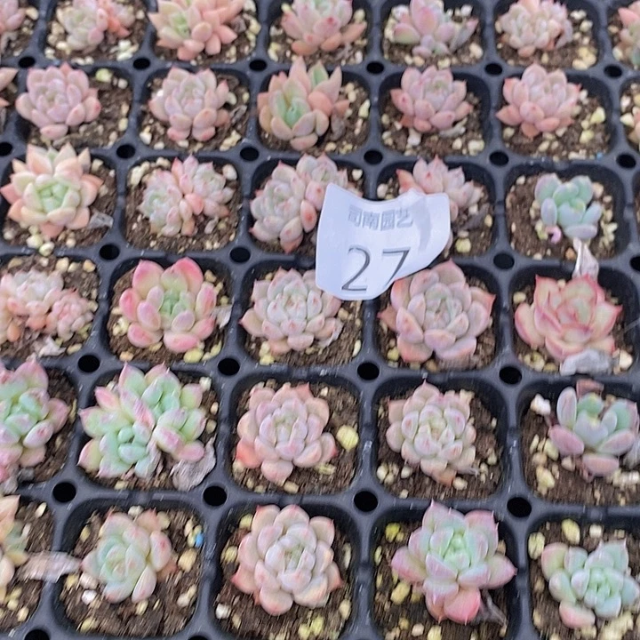 27 多肉植物盆栽植物