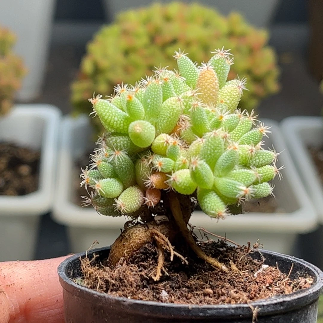 涵*实生玉米优选枝干