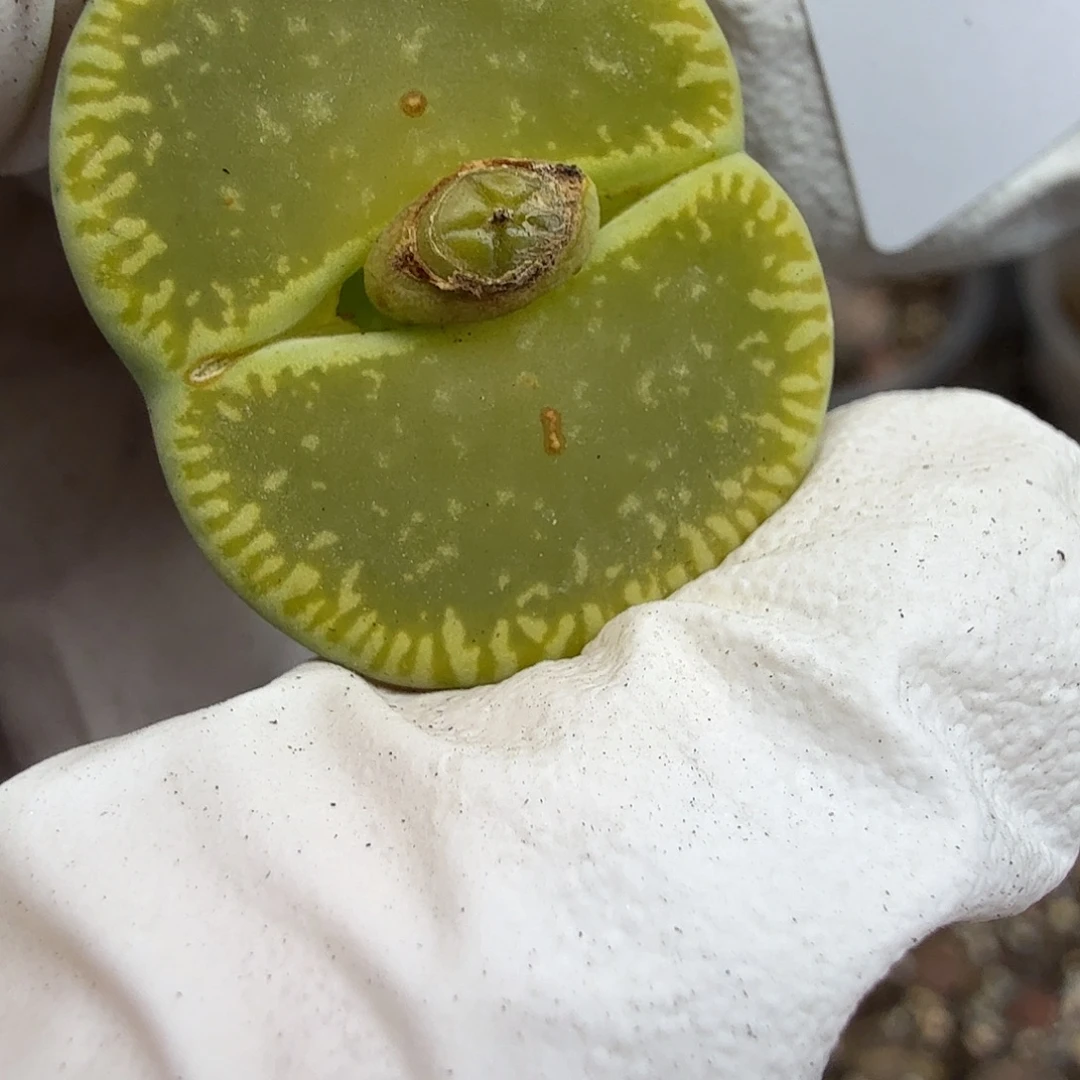 不能给她打吗614你