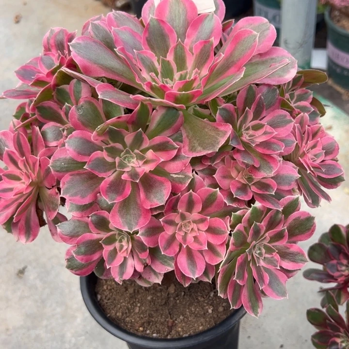 084夜罗刹22厘米左右