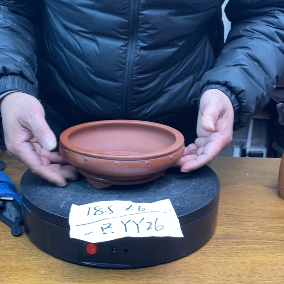 红陶YJ26 货号一只