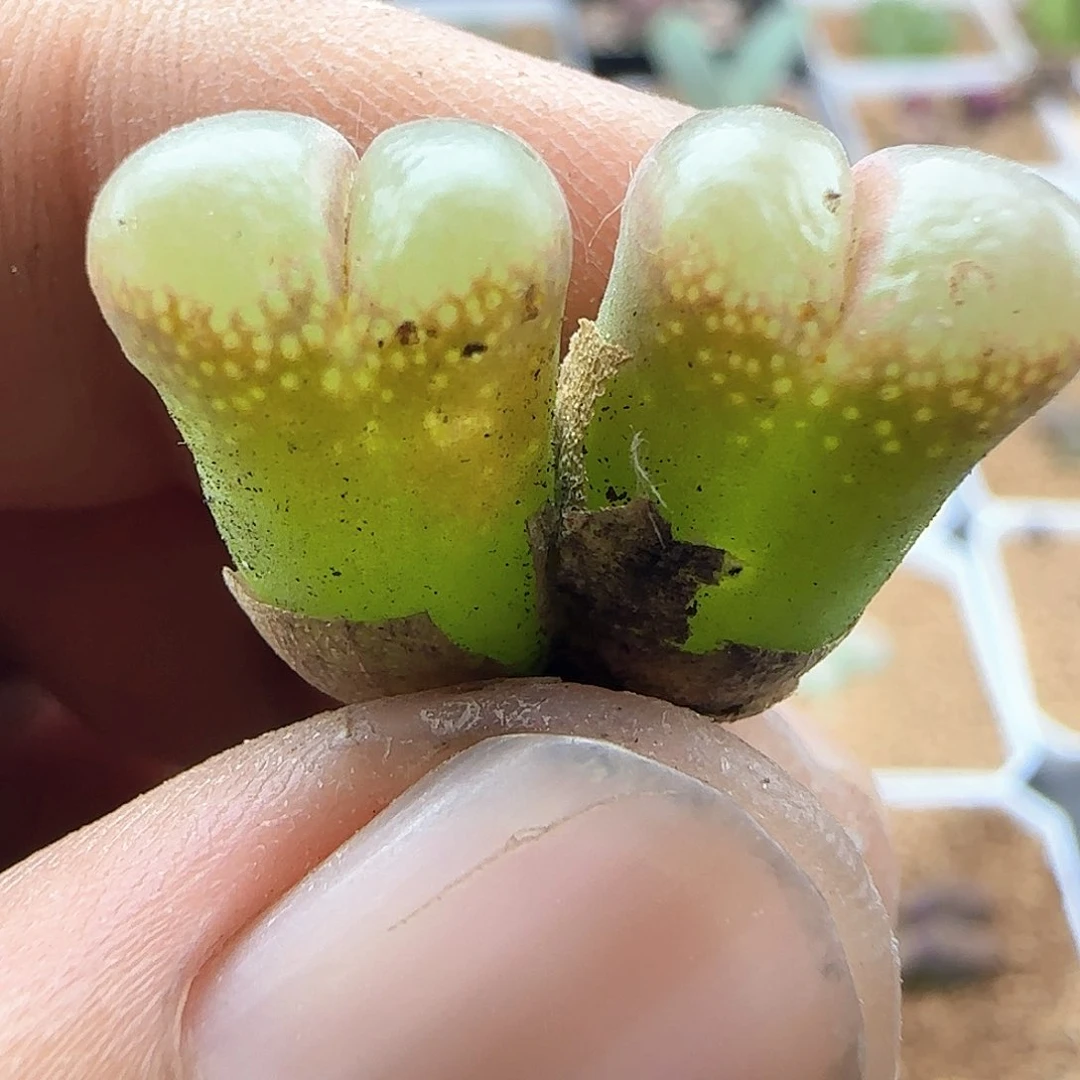 开播福利来啦41391