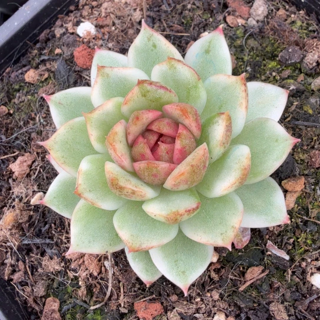 黑水晶腹轮锦带糖心