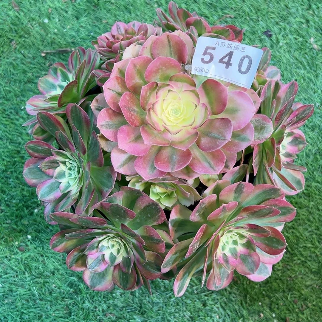 无花朵540玉姿法师