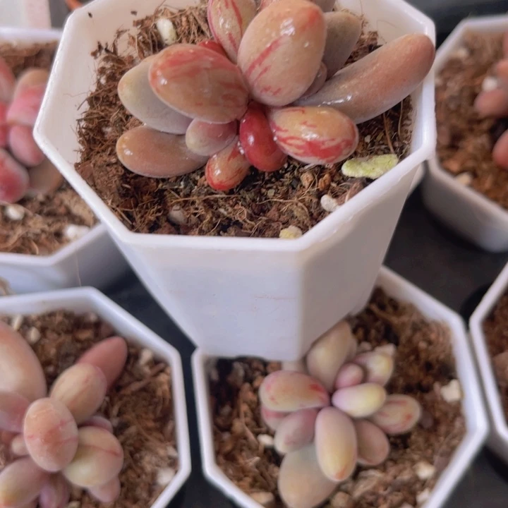 糖果拉丝锦多肉植物508