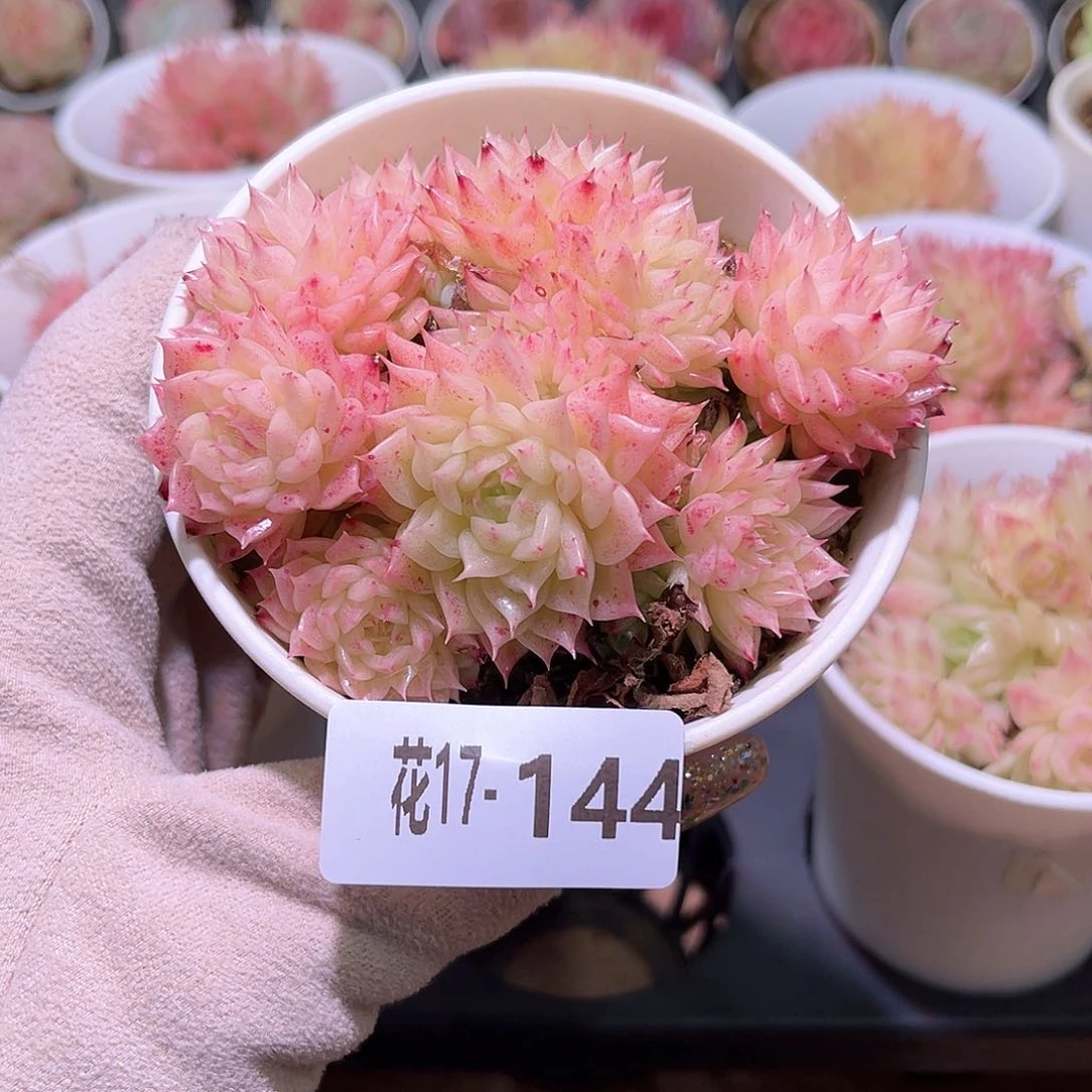 花利美17-144麦秆群