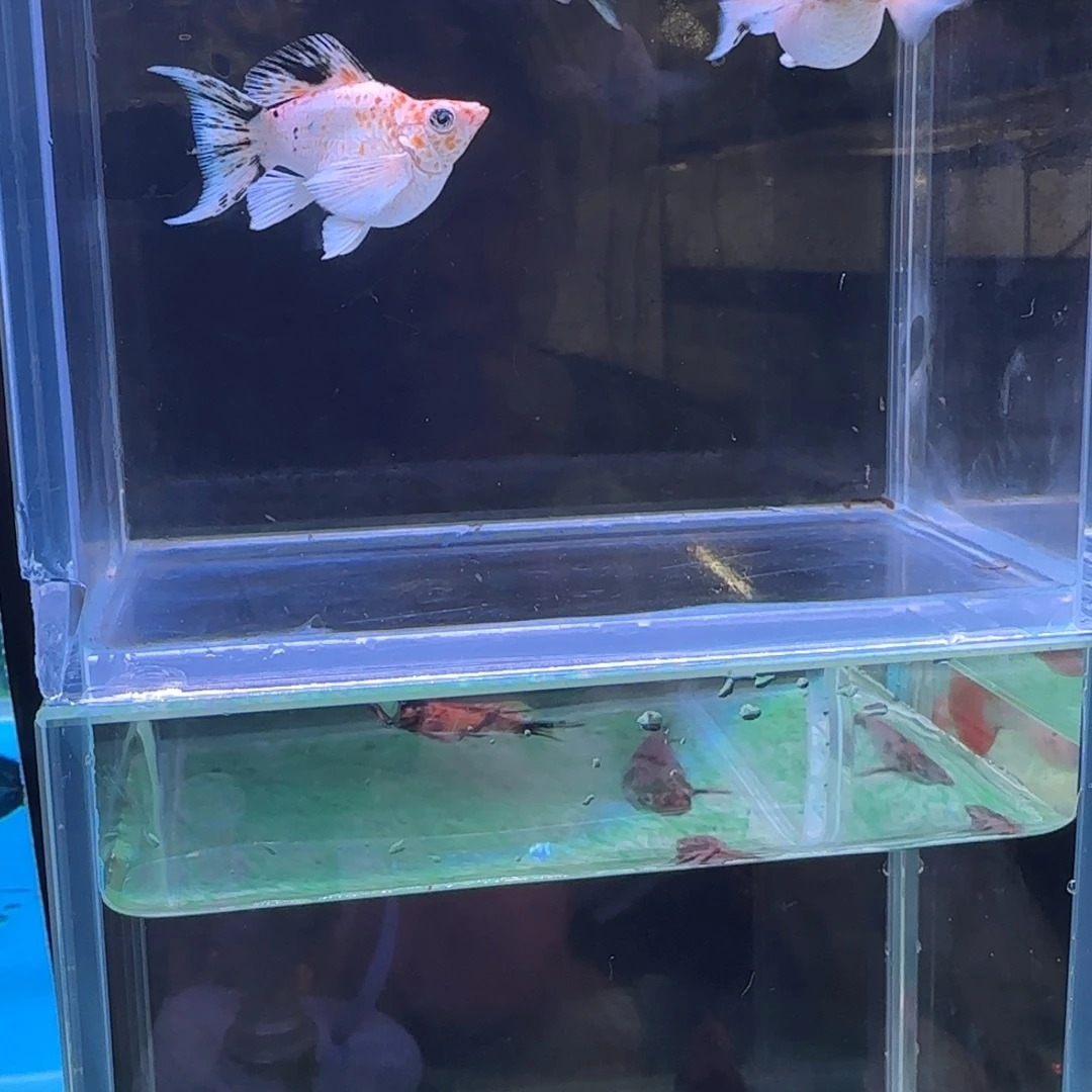 海水112223368玛丽