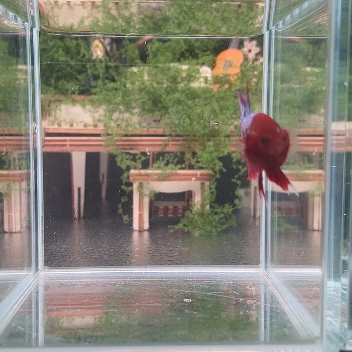 斗鱼活体不退不换谢谢