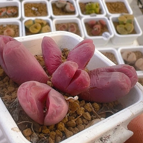 【闪购商品】23091