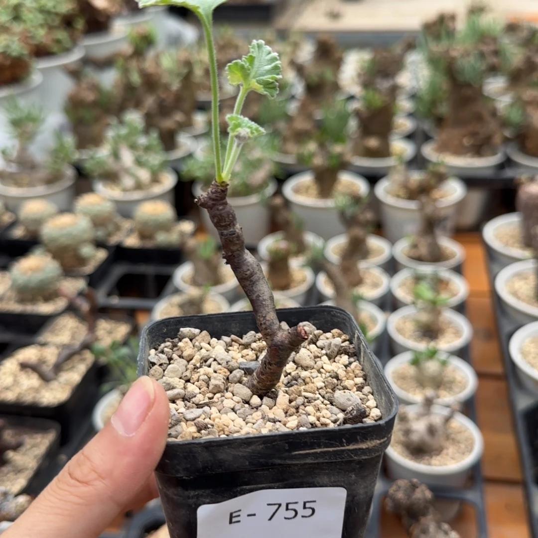 755断枝枝干洋葵块根植物