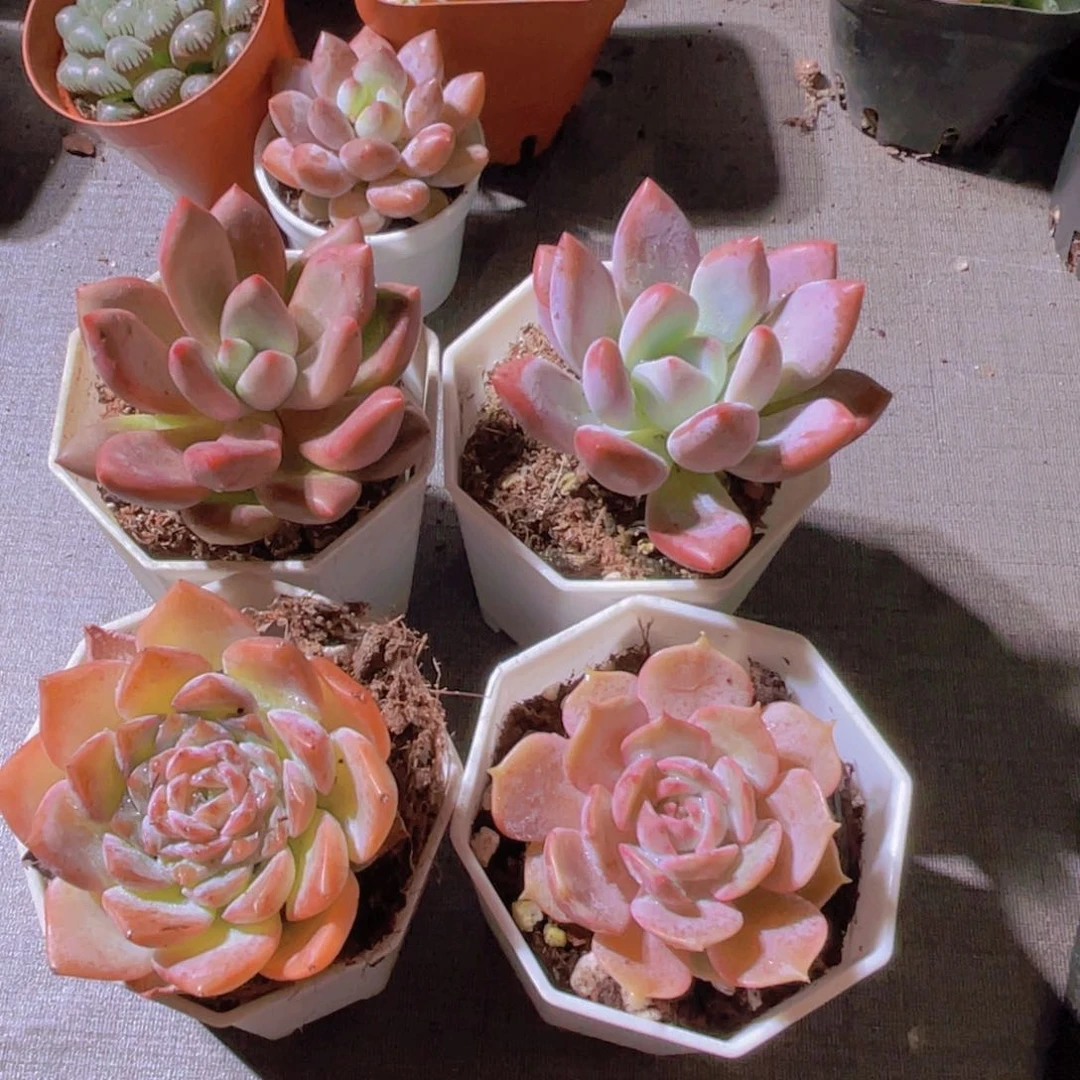 桃花源。奥普。粉恋。露娜莲