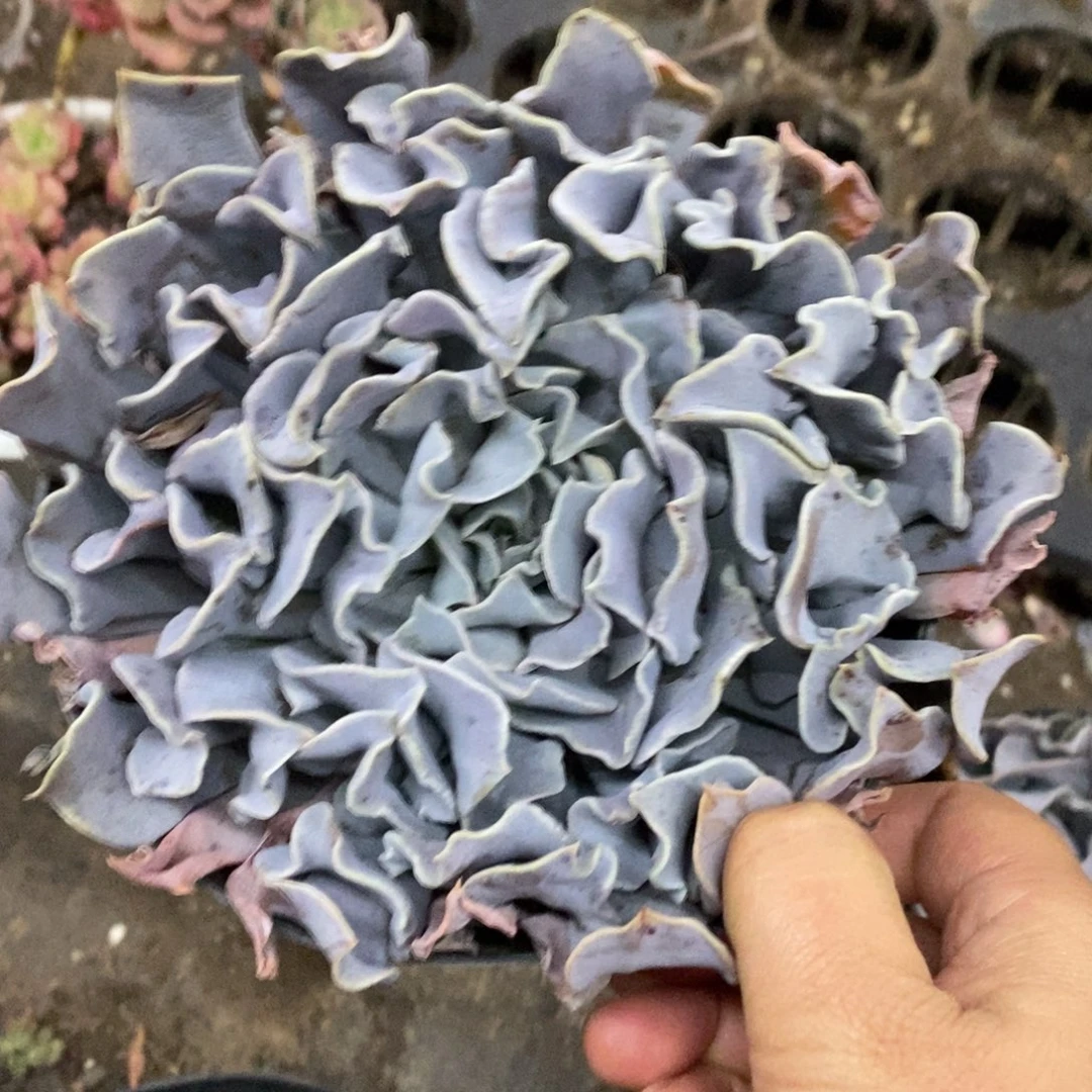 天鹅湖大单头老桩